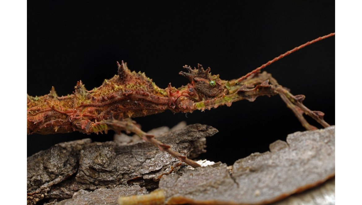 Die Stabschrecke Taraxippus samarae