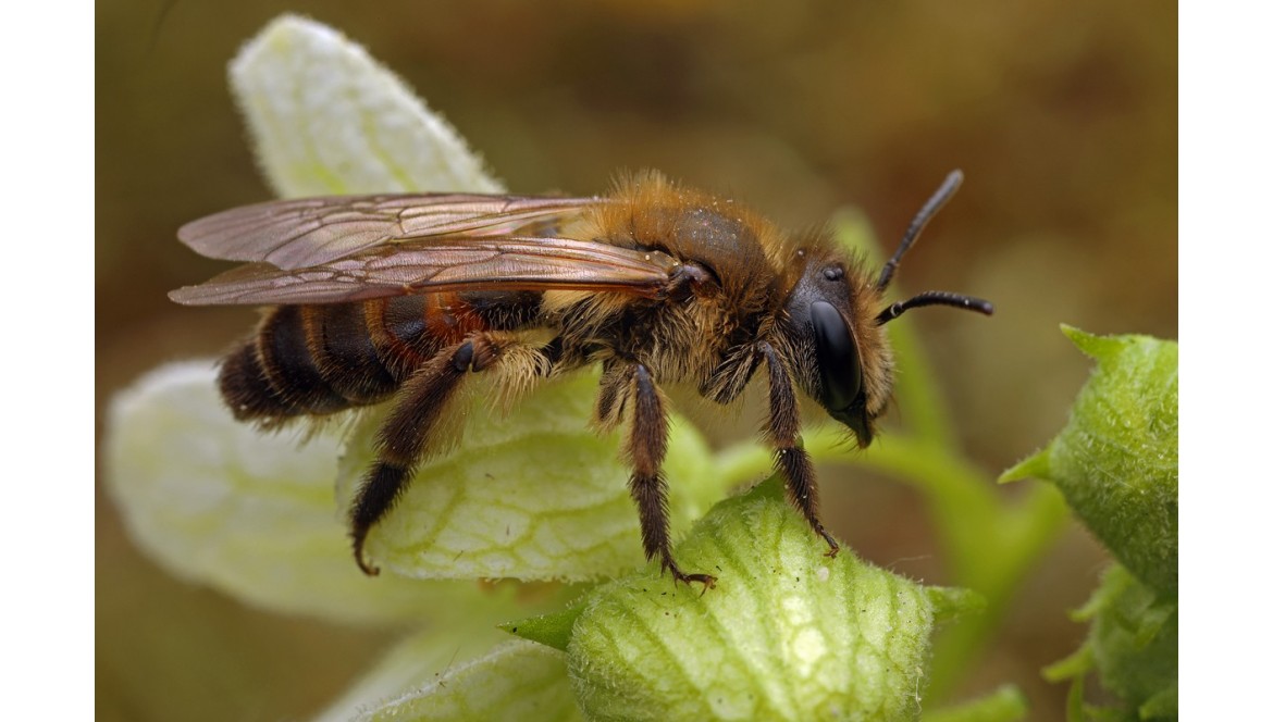 Die Zaunrüben-Sandbiene (Andrena florea)