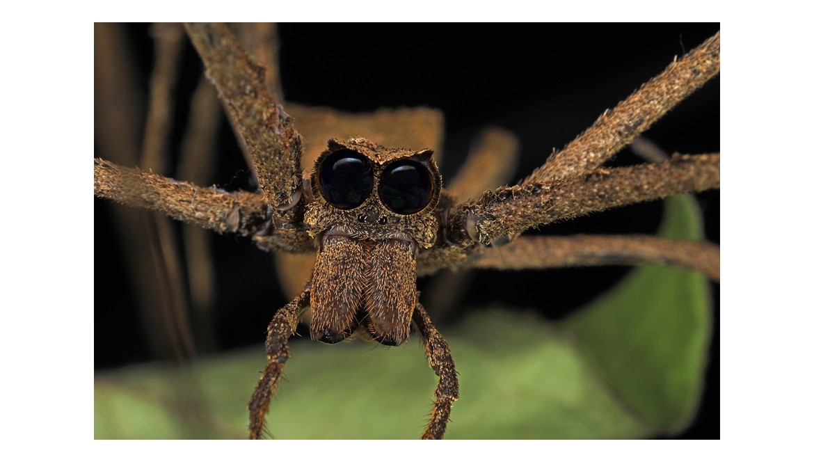 Die Kescherspinne (Deinopis spp.)