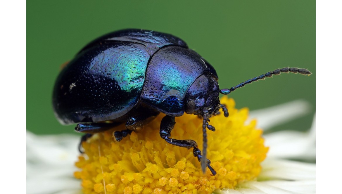Der Himmelblaue Blattkäfer (Chrysolina coerulans)