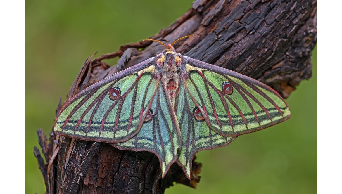 Gottes Vollkommenheit: Der Isabellenspinner (Graellsia isabellae)