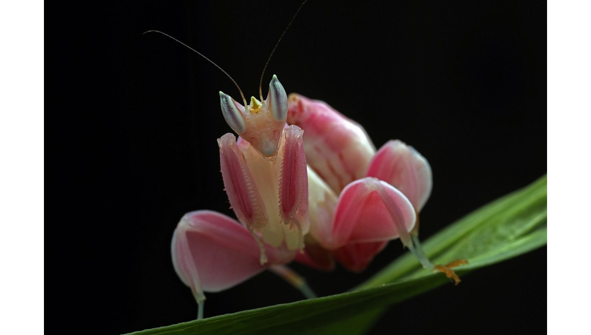 Die Orchideen-Mantis (Hymenopus corontaus)